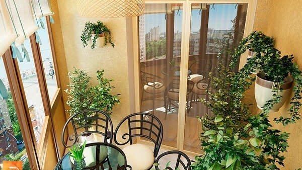 plantes ampeleuses sur le balcon