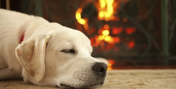 Les biocarburants sont totalement sûrs