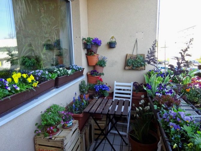 jardin fleuri sur le balcon