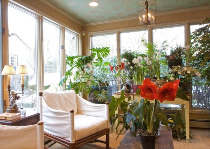 Un jardin fleuri en plein hiver est un lieu idéal pour se reposer et se détendre