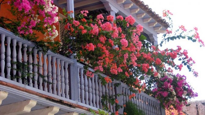 Fleurs sur la loggia