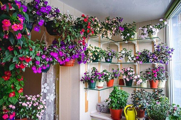 fleurs sur le balcon vitré