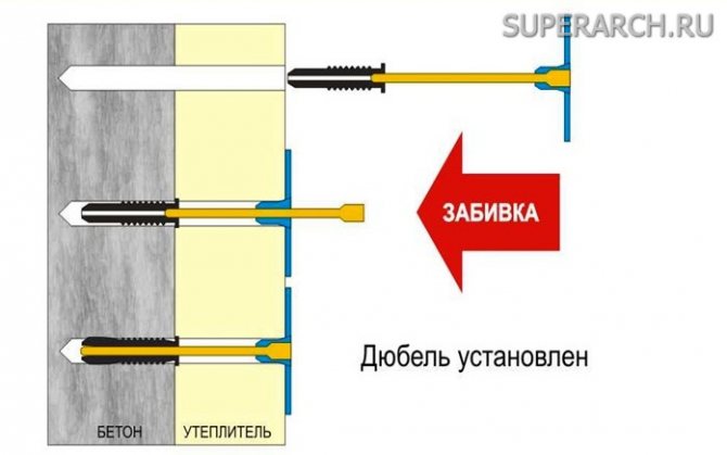 Champignon pour l'isolation