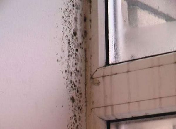 Champignon et moisissure sur les fenêtres