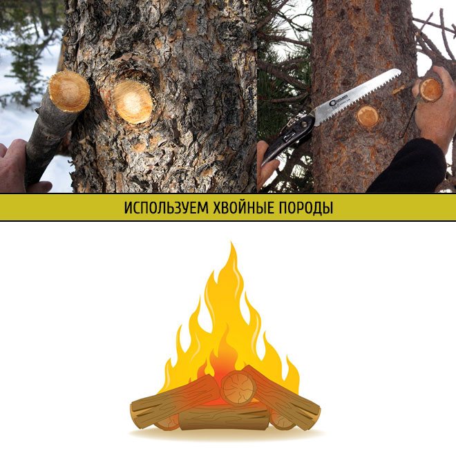 Bois de chauffage de conifères