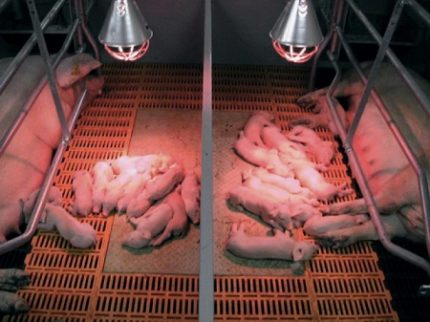 Lampe infrarouge dans la porcherie