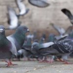 Comment se débarrasser des pigeons
