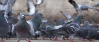 Comment se débarrasser des pigeons