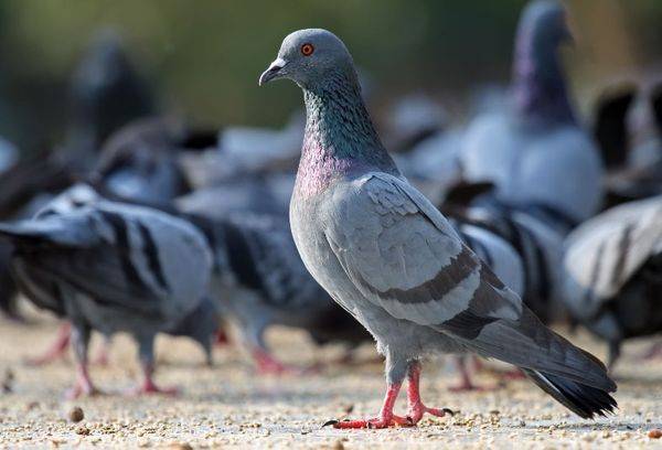 Comment se débarrasser des pigeons sur le balcon, le rebord de la fenêtre