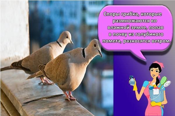 Comment se débarrasser des pigeons sur le balcon, le rebord de la fenêtre