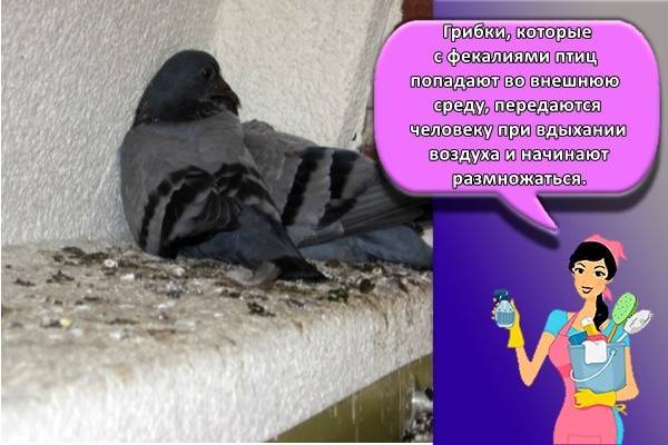 Comment se débarrasser des pigeons sur le balcon, le rebord de la fenêtre