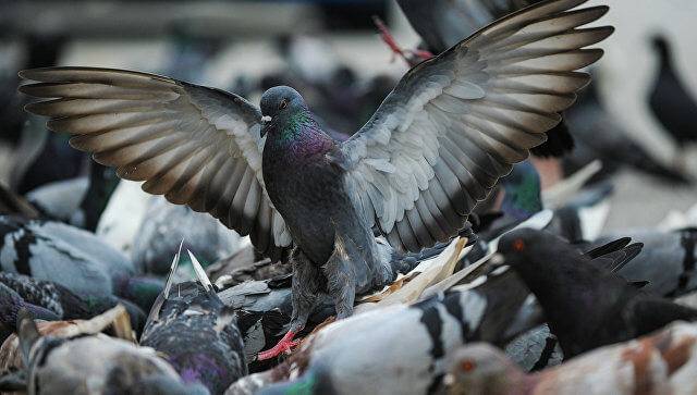 Comment se débarrasser des pigeons sur le balcon, le rebord de la fenêtre