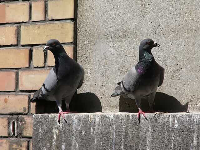 Comment se débarrasser des pigeons sur le balcon, le rebord de la fenêtre