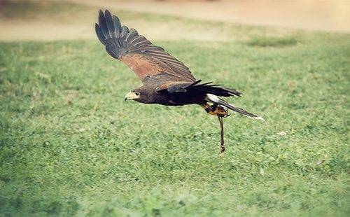 Comment se débarrasser des pigeons sur le balcon, le rebord de la fenêtre
