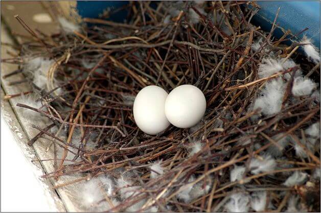 Comment se débarrasser des pigeons sur le balcon, le rebord de la fenêtre