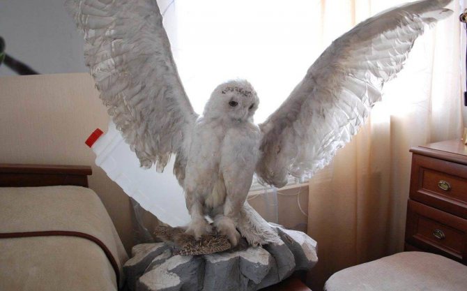 Comment se débarrasser des pigeons sur le balcon, le rebord de la fenêtre