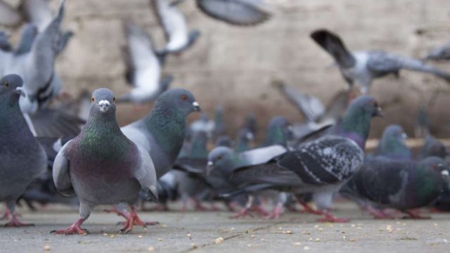 Comment se débarrasser des pigeons