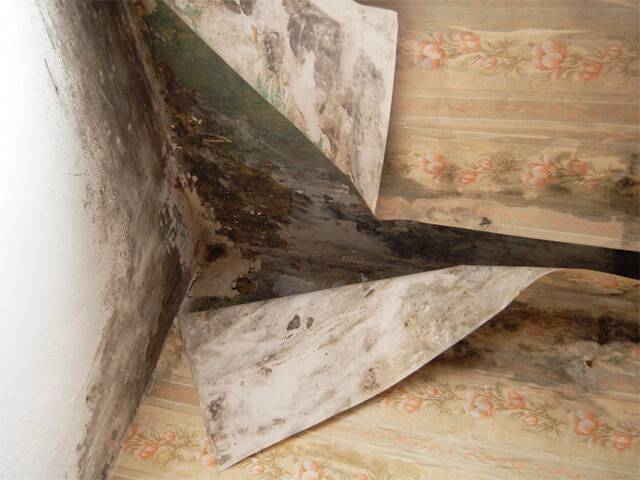 Comment se débarrasser de la moisissure sur le balcon