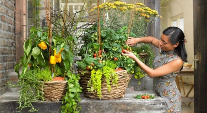 photos de légumes sur le balcon