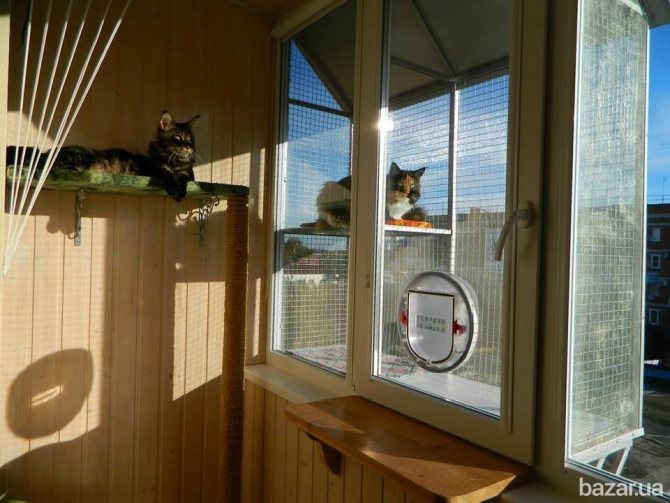 place pour les animaux sur le balcon