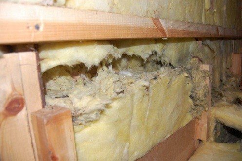 laine minérale rongée par les souris et les rats
