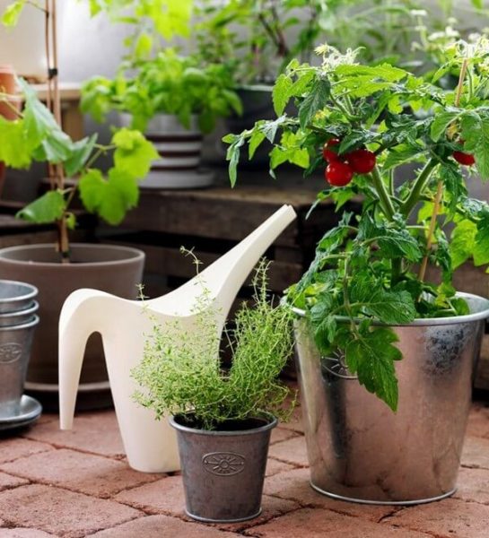 Mini jardin sur le balcon