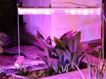 Mini serre de bricolage. 700 photos, instructions étape par étape