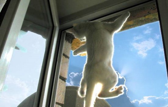 Moustiquaire Anticoshka sur la fenêtre