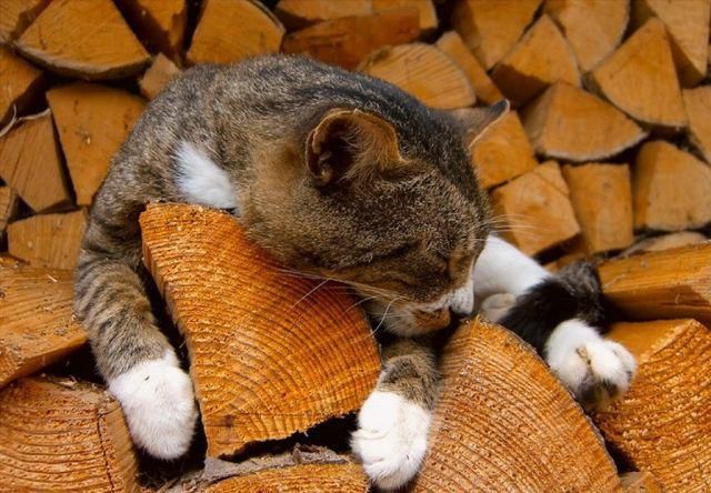 Est-il possible de chauffer le poêle avec du bois de pommier