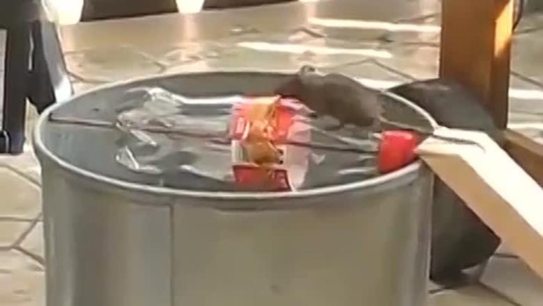 Souricière d'une casserole d'eau