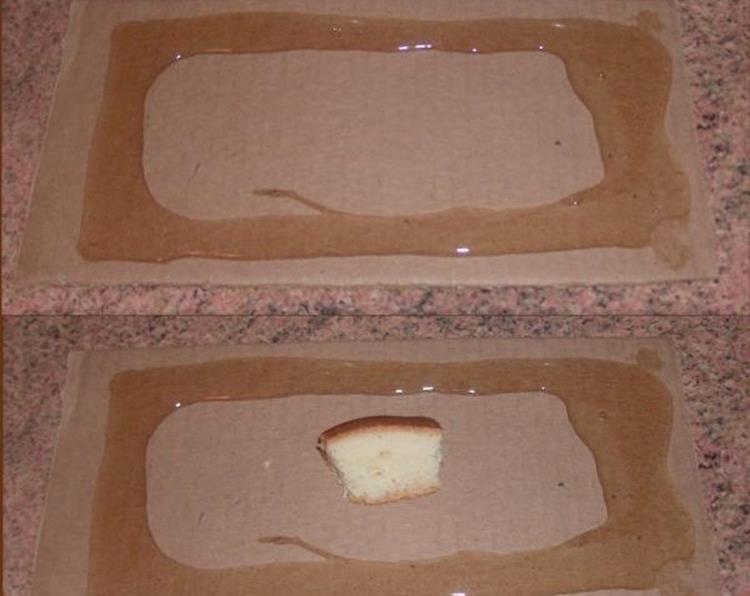 Souricière avec de la colle