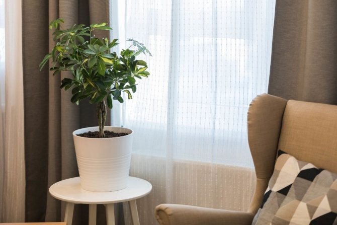 Les fenêtres à l'est sont une excellente solution pour les amateurs de plantes d'intérieur - pr-flat.ru