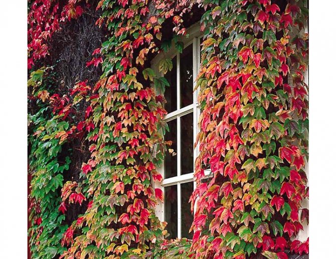 Caractéristiques de l'emplacement des fenêtres dans la maison