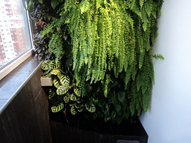 Fougères sur le balcon