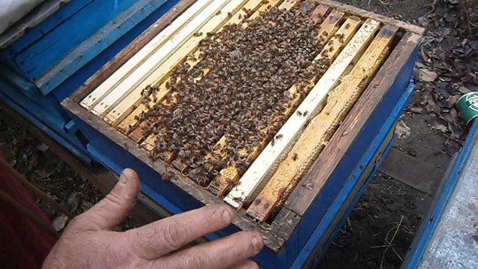 Les abeilles essaient de se réchauffer