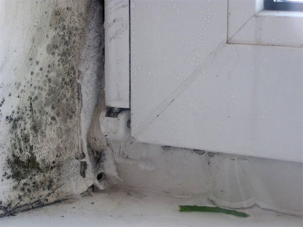 Moisissure sur les fenêtres, moisissure sur les fenêtres