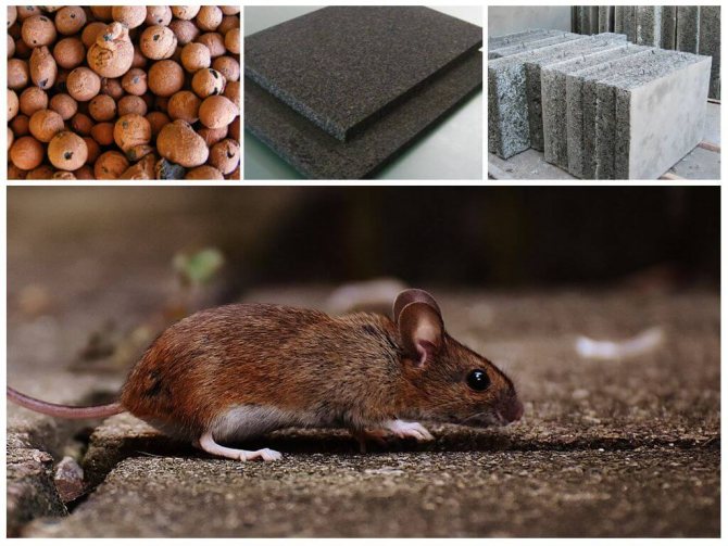 Pourquoi les souris rongent-elles la mousse de polystyrène?