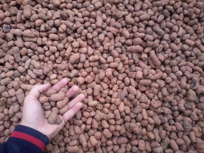 Pourquoi les souris rongent-elles la mousse de polystyrène?