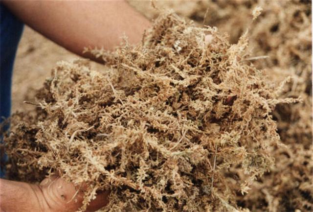 La sphaigne séchée est prête pour les travaux d'isolation