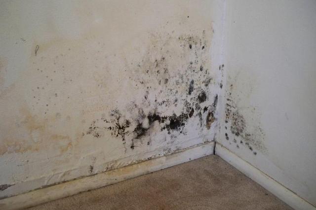 Il est totalement inacceptable de commencer à finir dans de telles conditions ou des conditions similaires. Nous devrons d'abord nous occuper du traitement des murs.