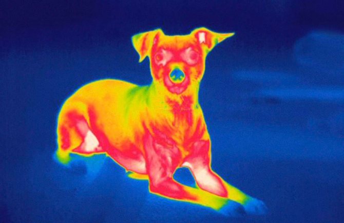 Un instantané d'un chien à travers une caméra thermique, qui montre des zones du corps de différentes températures