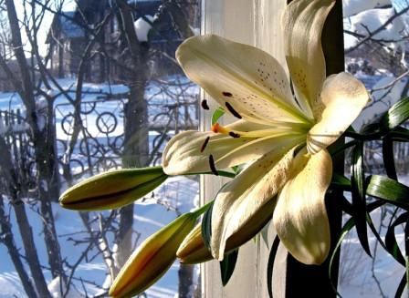 Entretenir les fenêtres en PVC avant l'hiver