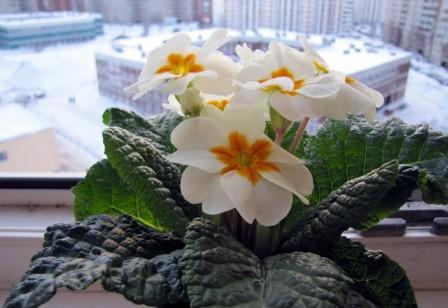 Prendre soin des fenêtres en PVC avant l'hiver