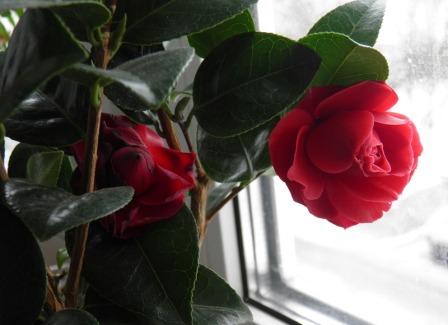 Prendre soin des fenêtres en PVC avant l'hiver