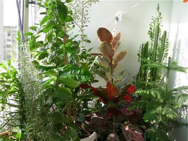 Jardin d'hiver bien entretenu sur un petit balcon