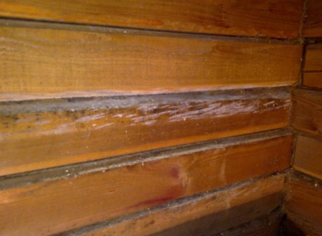 Une image très triste - la défaite d'une abattage par un champignon précisément au niveau des joints entre les poutres